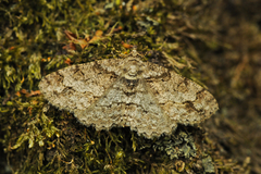 Paradarisa consonaria