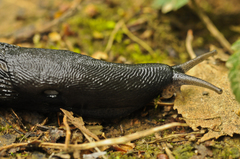 Limax cinereoniger