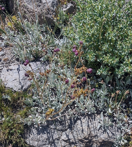 Calceolaria arachnoidea (Calceolaria arachnoidea)