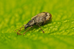 Polydrusus tereticollis