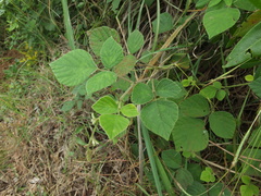 Pseudarthria viscida