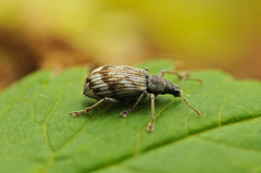 Polydrusus tereticollis