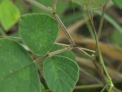 Pseudarthria viscida