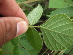 Pseudarthria viscida