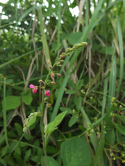 Pseudarthria viscida