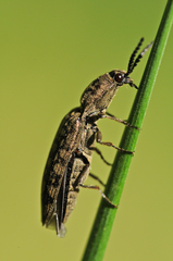 Actenicerus siaelandicus