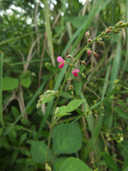 Pseudarthria viscida