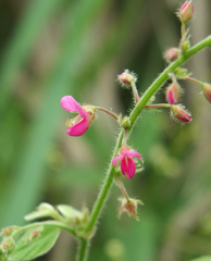 Pseudarthria viscida