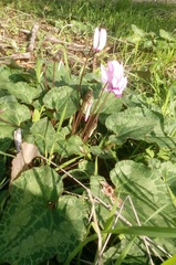 Cyclamen persicum