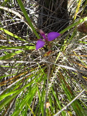 Polygala refracta
