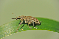 Tanymecus