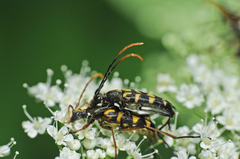Leptura annularis