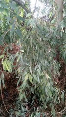 Eucalyptus camaldulensis