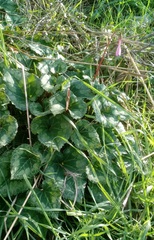 Cyclamen persicum