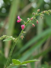Pseudarthria viscida
