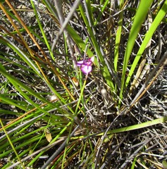 Polygala refracta