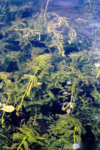 Richardson's pondweed (Potamogeton richardsonii)