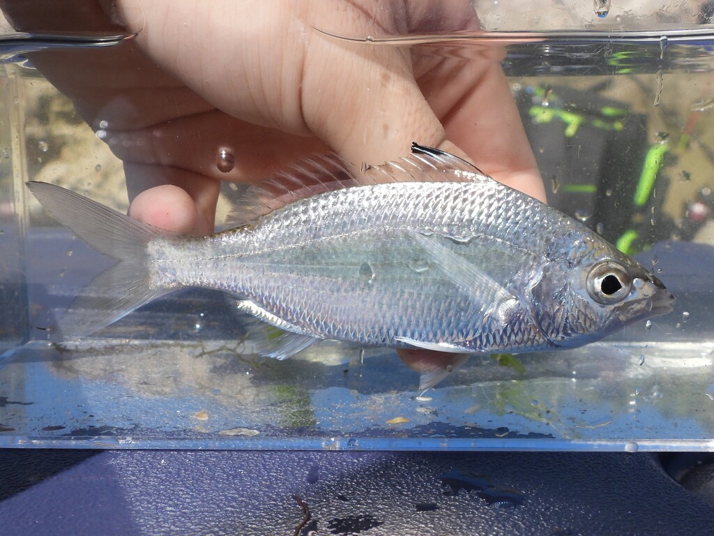 Vlagvin-mojarra (Eucinostomus melanopterus) — Gerreidae