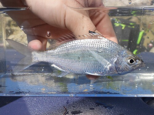 Flagfin mojarra (Eucinostomus melanopterus) — Gerreidae