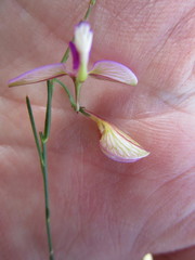 Polygala refracta