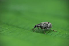 Polydrusus tereticollis
