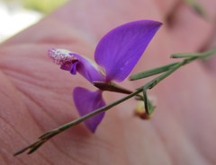 Polygala refracta