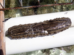 Stichopus herrmanni