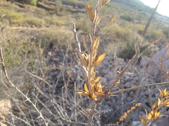 Fouquieria burragei