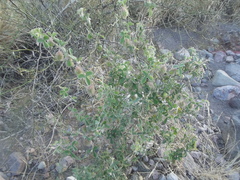 Passiflora pentaschista