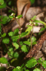 Gonocarpus aggregatus