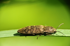 Actenicerus siaelandicus