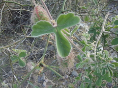 Passiflora pentaschista