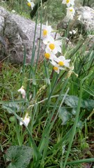 Narcissus tazetta