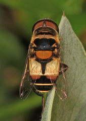 Palpada albifrons