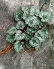 Cyclamen persicum