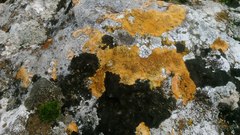 Lecanoromycetes