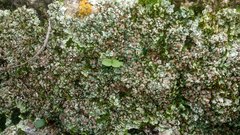 Lecanoromycetes