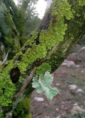 Lecanoromycetes