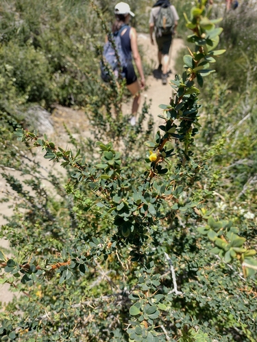 Berberis montana, photograph 4