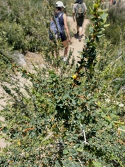 Berberis montana, photograph Vicente Figueroa, CC0, iNaturalist via GBIF