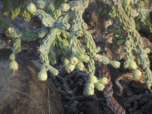 Chain-link Cholla