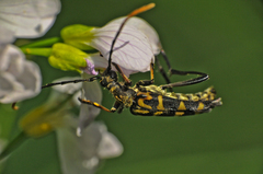 Leptura annularis