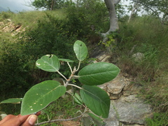 Ficus mollis