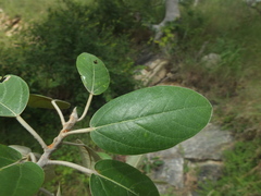 Ficus mollis
