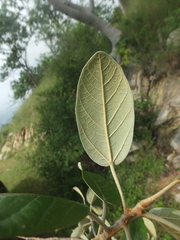 Ficus mollis