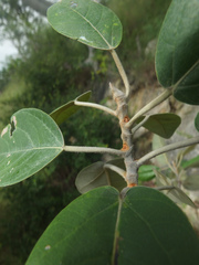 Ficus mollis