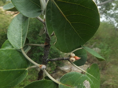 Ficus mollis