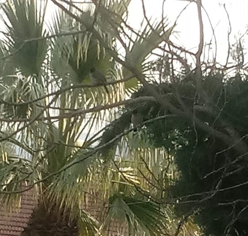 White-spectacled Bulbul (Pycnonotus xanthopygos), photo 10