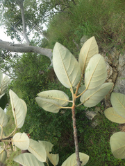 Ficus mollis