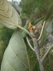 Ficus mollis